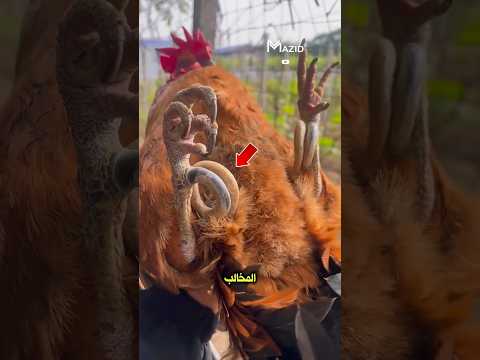 هل هذه سلاسل أم مخالب انظر جيد ا