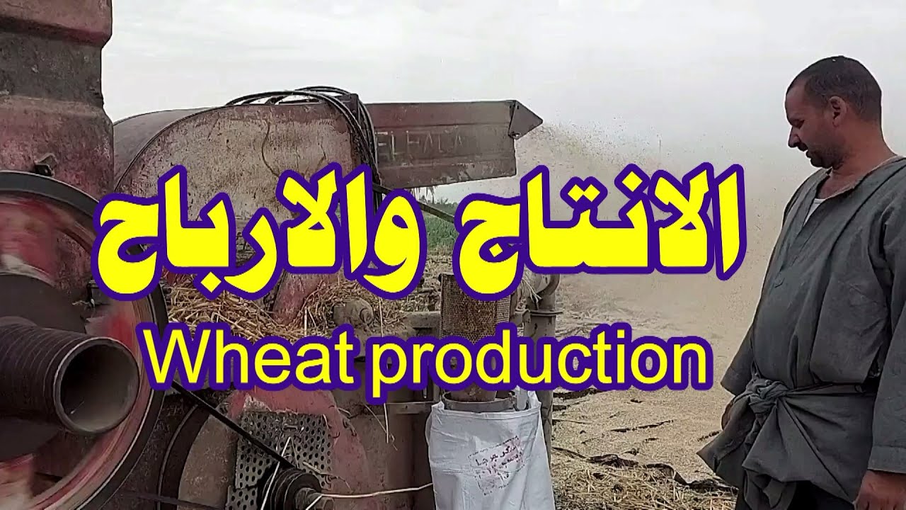 الانتاج والارباح من انواع القمح الثلاثة☝سدس 14، جيزة 168 ، جميزة 11
