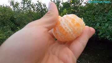 Tét Vườn Cam Lục Ngạn 20 Tấn và Ăn Đám Giỗ Quê l Núi Đồi Lục Ngạn