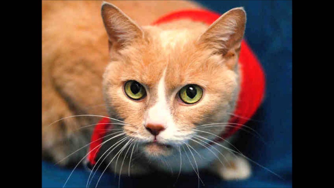 Larimer Humane Society Pets of theWeek 01.08.16