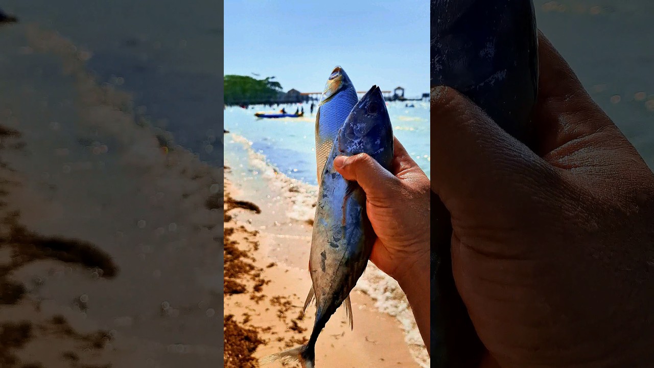 Found dead tongkol and milkfish on the beach 