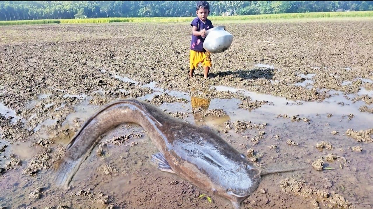 Amazing Boy Catching Big Catfish In Mud Water ।Hand Fishing For Catfish ...