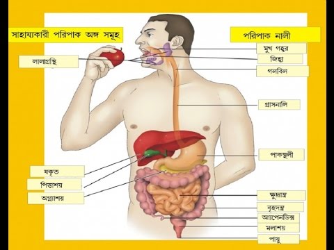 ভিডিও: HTS কী নিয়ে গঠিত?