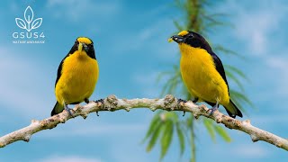 Download Lagu Natural Bird Sounds - Relaxing Birdsong for Stress Relief, Sleep \u0026 Focus - Calming Birds Chirping MP3