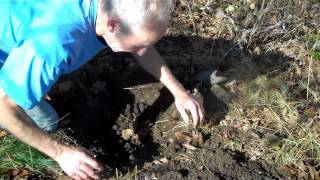 Growing Black Walnut Trees From Nuts