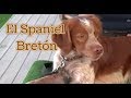 PERRO, El Spaniel Bretón の動画、YouTube動画。