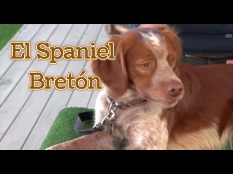 Vídeo: Com Es Determina L'edat Del Seu Spaniel