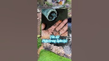 Nguyên nhân nước hồ cá koi bị vàng đục #hocakoi #hokoi #shorts #short