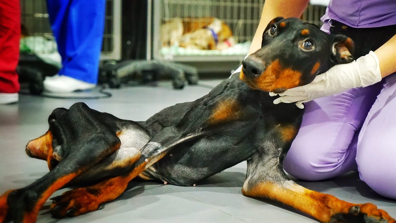 AMAZING DOG with broken back left to die in broken glass FINDS FOREVER HOME ! PLEASE SHARE !