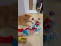 Cat vs Pokémon Marble Run! 🐾 One Punch and It’s Broken! 😹 #asmr #marblerun #pokemon #satisfying