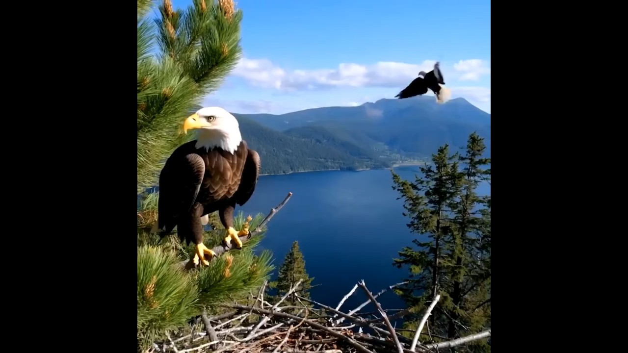 Eagle Couple's Fishing Date! 🎣 A Call to Adventure! 🦅 1:1-2010 