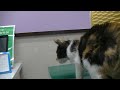 【閲覧注意】再アップ 保護子猫を病院へ搬送 体調の悪い子猫が出てきます。注射も打たれます。そしてこの体勢！！受診後迎えた結末は？#31