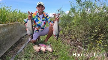 Câu cá Tra, cá ăn liên tục hết mồi luôn , Tập 43 - Hậu Cao Lãnh