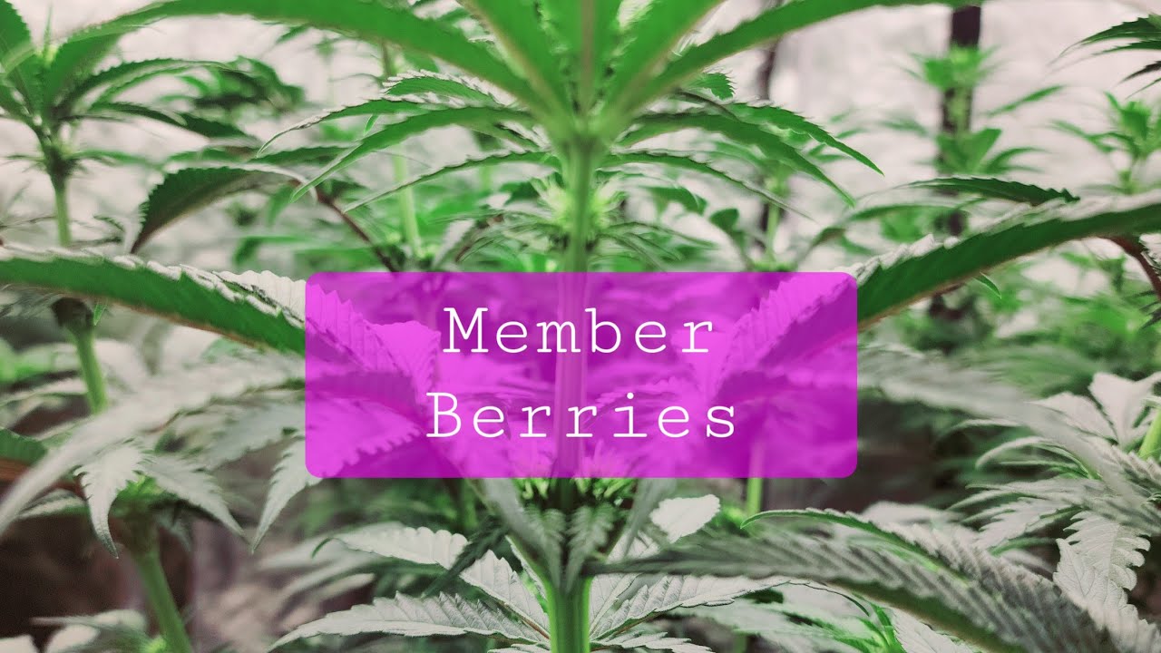 Ethos 8 Member Berries in a 8x4 under 2 Viparspectra KS5000