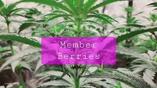 Ethos Genetics!!  8 Member Berries in a 8x4 under 2 Viparspectra KS5000!!!!
