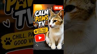 Cute Cat Relaxing 🐱 CalmPaws TV #catshorts #cutecat