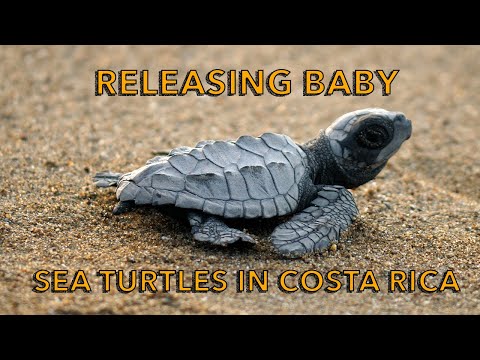 Sea Turtle Hatchlings on Their Way to the Sea in Costa Rica - Hyland Nature Kids