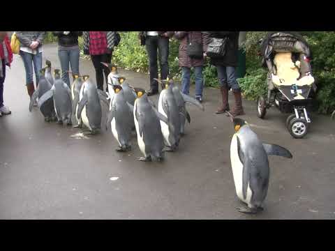 Video: Selamat Kaki Penguin Memulakan Rumah Berenang Panjang