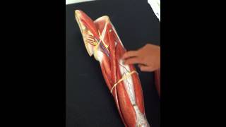 BYUH Anatomy Lab- Leg Muscles Flexor Hallucis Brevis to Illiacus
