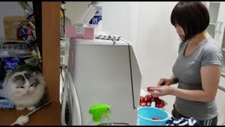ママにバレぬよう食洗機の裏に潜む白モフ猫