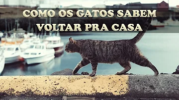 Quando um gato foge ele volta?