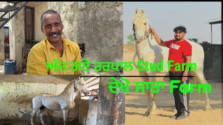 Ajj gaiye harpal stud farm dekho sara faram #horselover #horseriding ​⁠ @horseloverpb3260