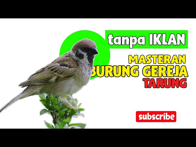 MASTERAN BURUNG GEREJA SUARA RAPET, COCOK BUAT BURUNG LOMBA class=