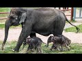 Veterinarian details historic twin elephant birth at Syracuse zoo