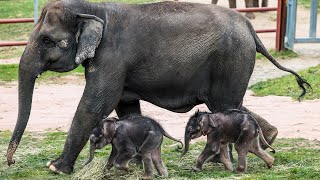 Veterinarian details historic twin elephant birth at Syracuse zoo