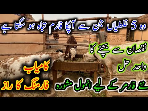 5 Costly Mistakes That Destroy Goat Farms