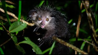 Aye Aye Bizarre but perfectly outfitted for their ecological roles