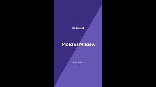 Mold vs Mildew