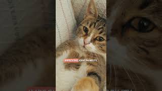 WHY DO CATS PURR LIKE A MOTORCYCLE? ๐ฑ๐ต #PurringCats #SHORTS
๐ต๐ฑ WHY DO CATS PURR LIKE A MOTORCYCLE? In the following #AnimalWised video, we explain the CAUSES of PURRING in CATS, a truly amazing sound from this feline species. #CatPurring #CatsPurring #CatsPurring #AnimalWised WHY DO CATS PURR LIKE A MOTORCYCLE? ๐ฑ๐ต #PurringCats #SHORTS