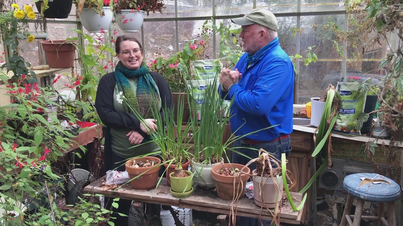 Holiday Special! Planting Indoor Bulbs with PittMoss