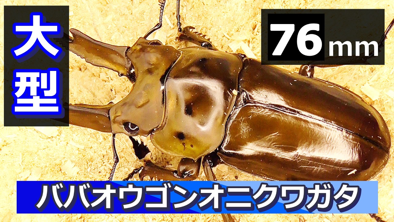 07/27-08/02までの入荷クワガタ紹介、22種類！【51mmピカール系紫紺