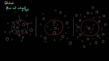 Quelles sont les caractéristiques d'une solution hypertonique ?