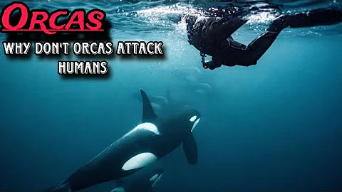 Orcas : Why don't killer whales attack humans or swimmers ! killer whale attack Human