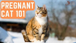 Pregnant Cat Care 101: 10 Essential Tips for a Healthy Pregnancy and Happy Kittens