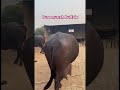 pure murrah breed in buffalo 🦬#shortvideo #shorts #veterinarypharmacist #veterinarynurse
