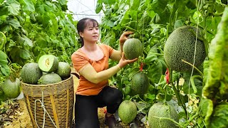 Harvest Green Melon Goes To Market Sell - Take care of piglets | Phuong Daily Harvesting by Phuong Daily Harvesting 24,802 views 1 day ago 9 hours, 33 minutes