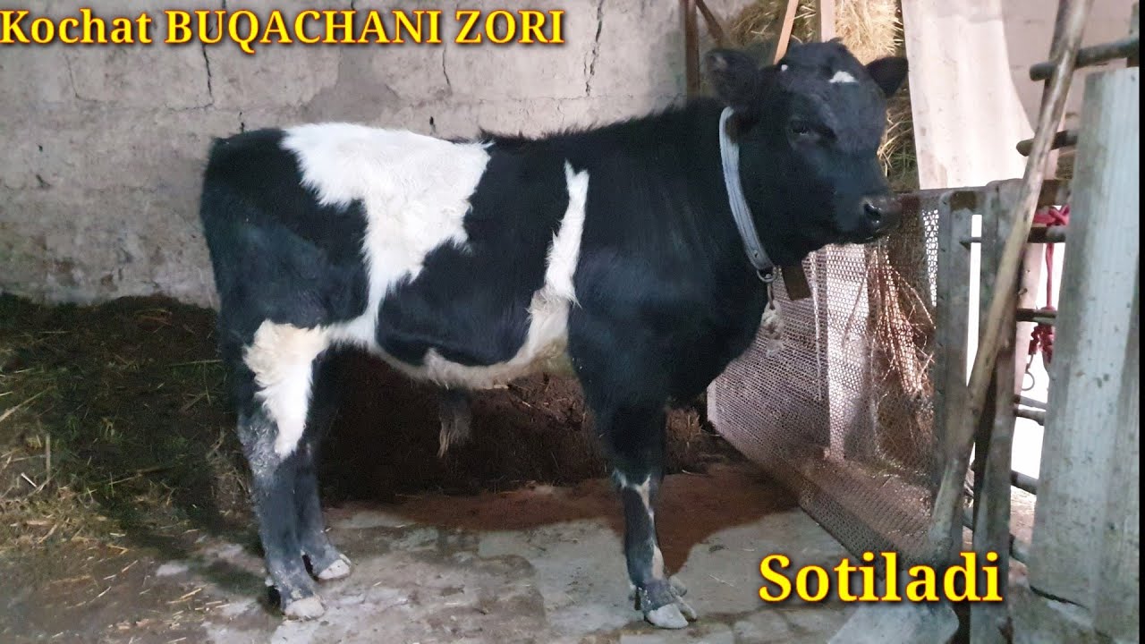 ☎️ 91 123 31 33 Yosh KOCHAT BUQACHANI ZORI Sotiladi 19-yanvar 2026 yil 
