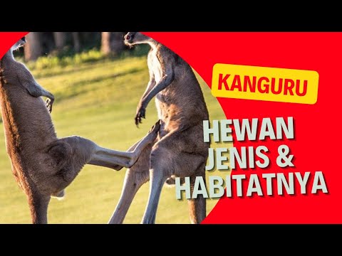 Video: Kanggaru ialah Penerangan, habitat, spesies, ciri, foto