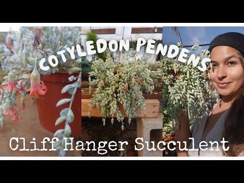 Dose of Succulents - YouTube