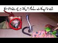 Black cobra  king cobra in pakistan  rj  shahzad hussain  shtv 