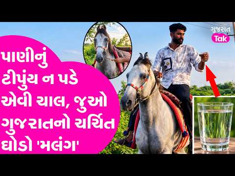 Unique Story : પાણીનું ટીપુંય ન પડે એવી ચાલ, જુઓ ગુજરાતનો ચર્ચિત ઘોડો'મલંગ' | Gujarat Tak
