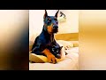 Doberman protect his kitty | FUNNY VIDEO COMPILATION 2020