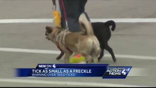 Warning over seed ticks: Ticks as small as a freckle Differences Between Seed Ticks And Chiggers