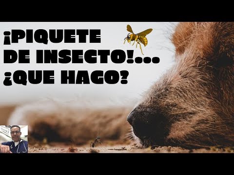 Video: Cómo Tratar Las Picaduras De Insectos Y Los Gatos »Wiki Ùtil Picadura De Escorpión En Los Gatos - Mordedura De Araña En Gato