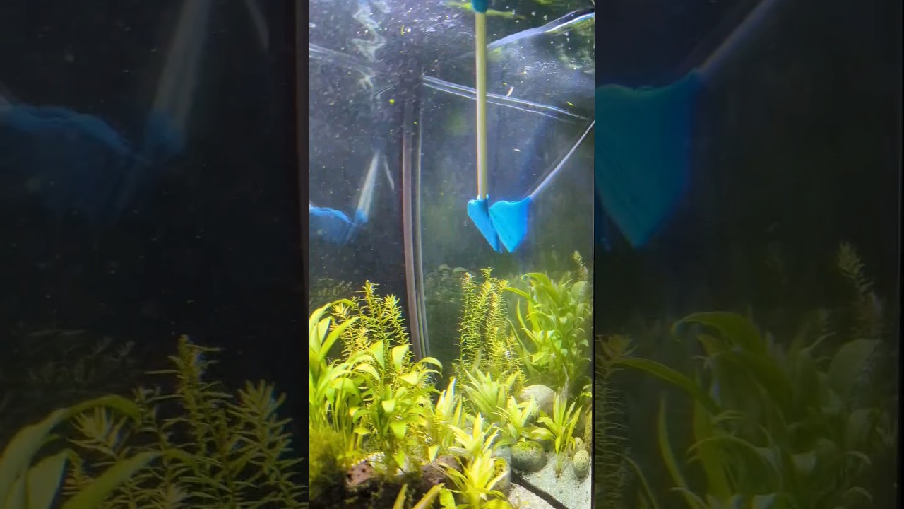 Algae Scraper Review -Top Fin