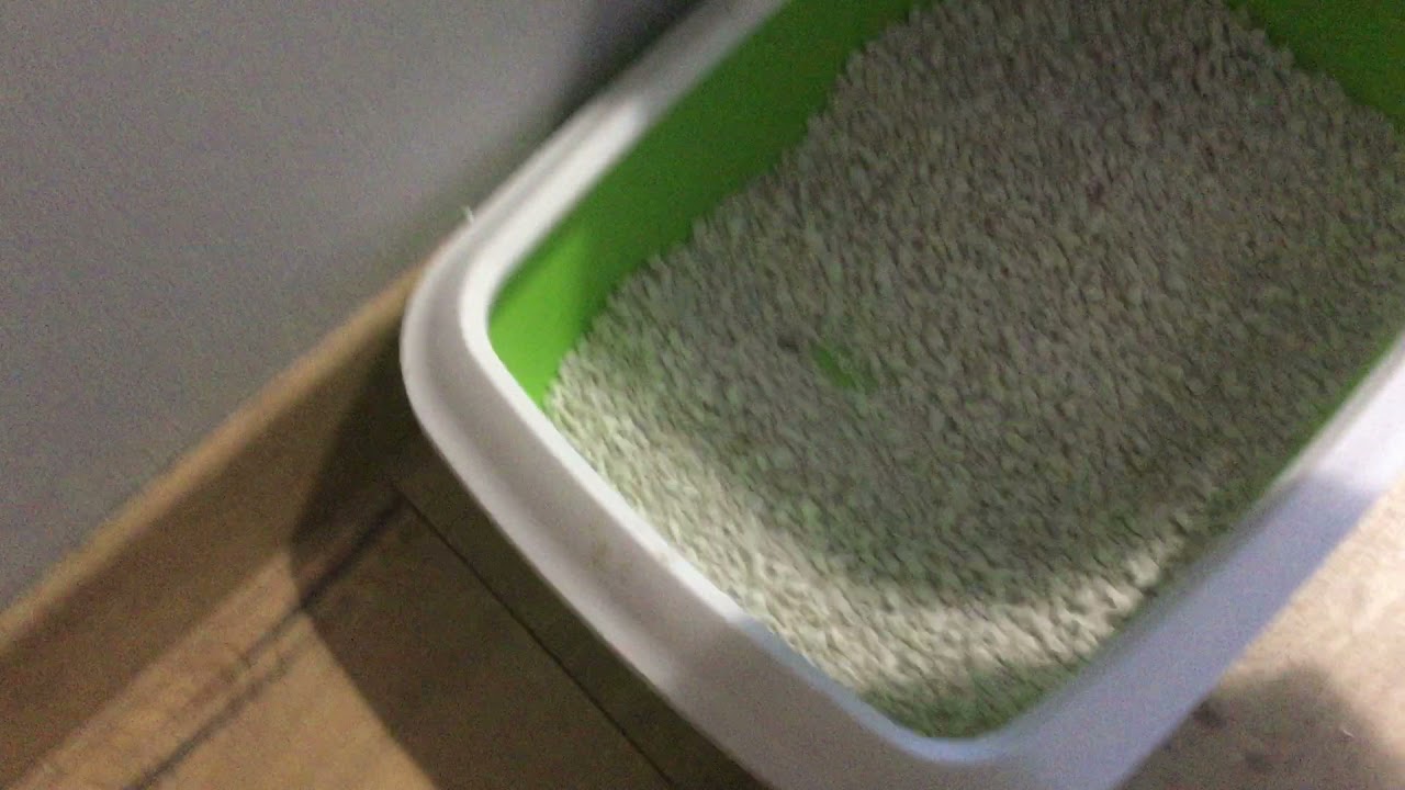 Litière minérale CATSAN Hygiène Plus 10L, Zoomalia